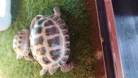 Horsfield : Both Young approx 2/3 years old (Alfie & Amanita)